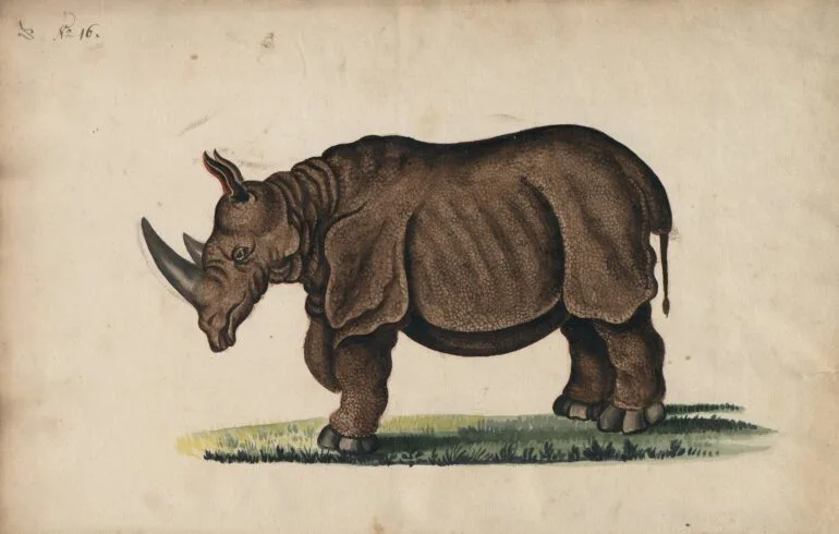 Cleyer 1680 double-horned rhino — Rhino Resource Center