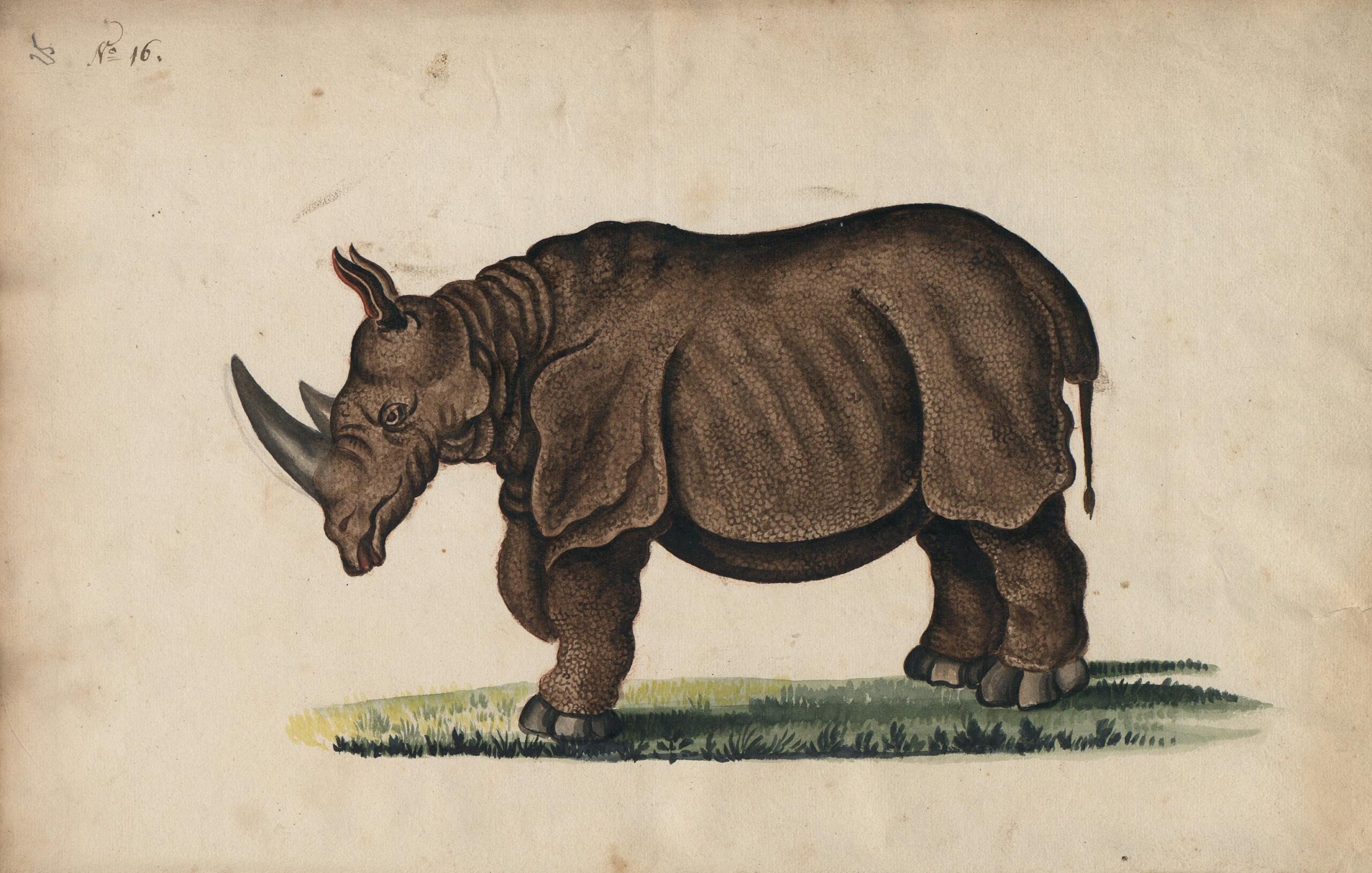 Cleyer 1680 double-horned rhino