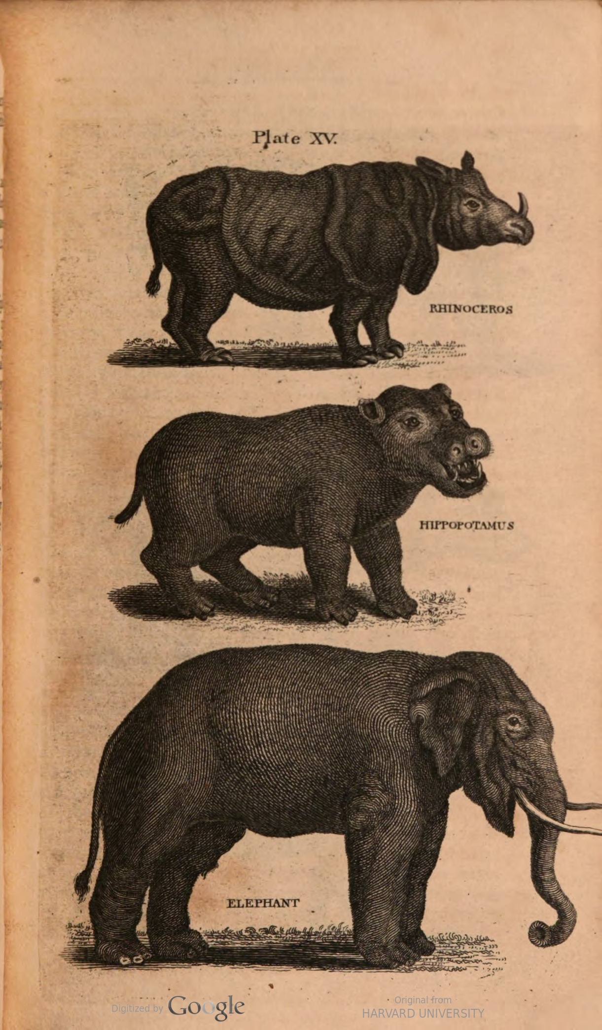 Cabinet 1801 three quadrupeds
