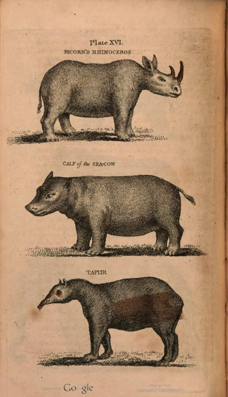 Cabinet 1801 Bicorn'd rhino — Rhino Resource Center