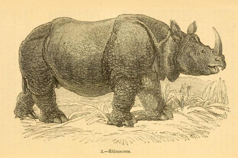 Knight 1849 Indian Rhino