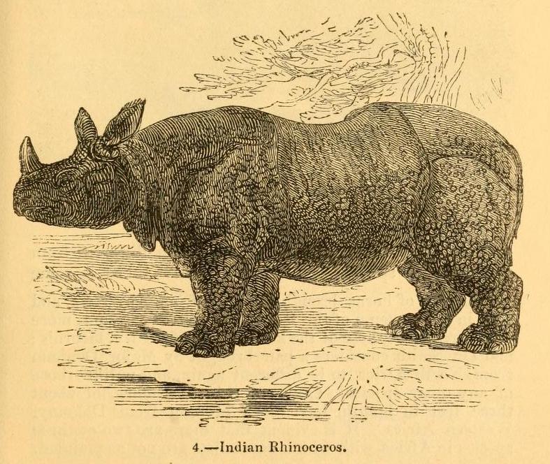 Knight 1849 Indian Rhino