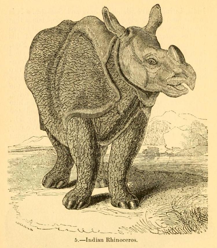 Knight 1849 Indian Rhino