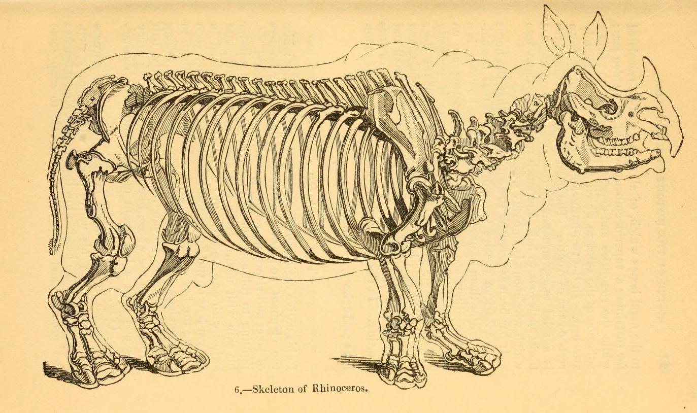 Knight 1849 Skeleton