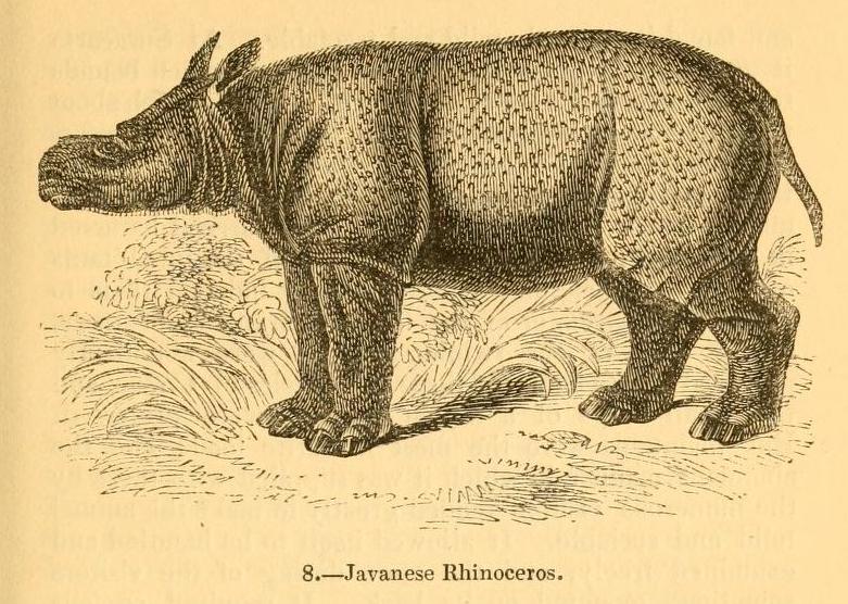 Kinght 1849 Javanese Rhino