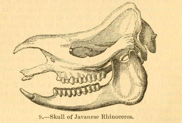 Kinght 1849 Javanese Rhino