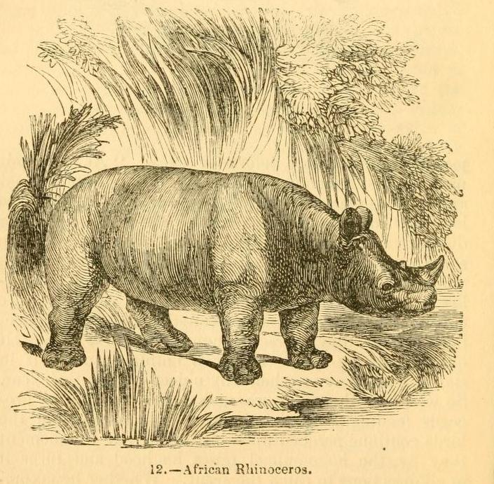 Knight 1849 Black Rhino