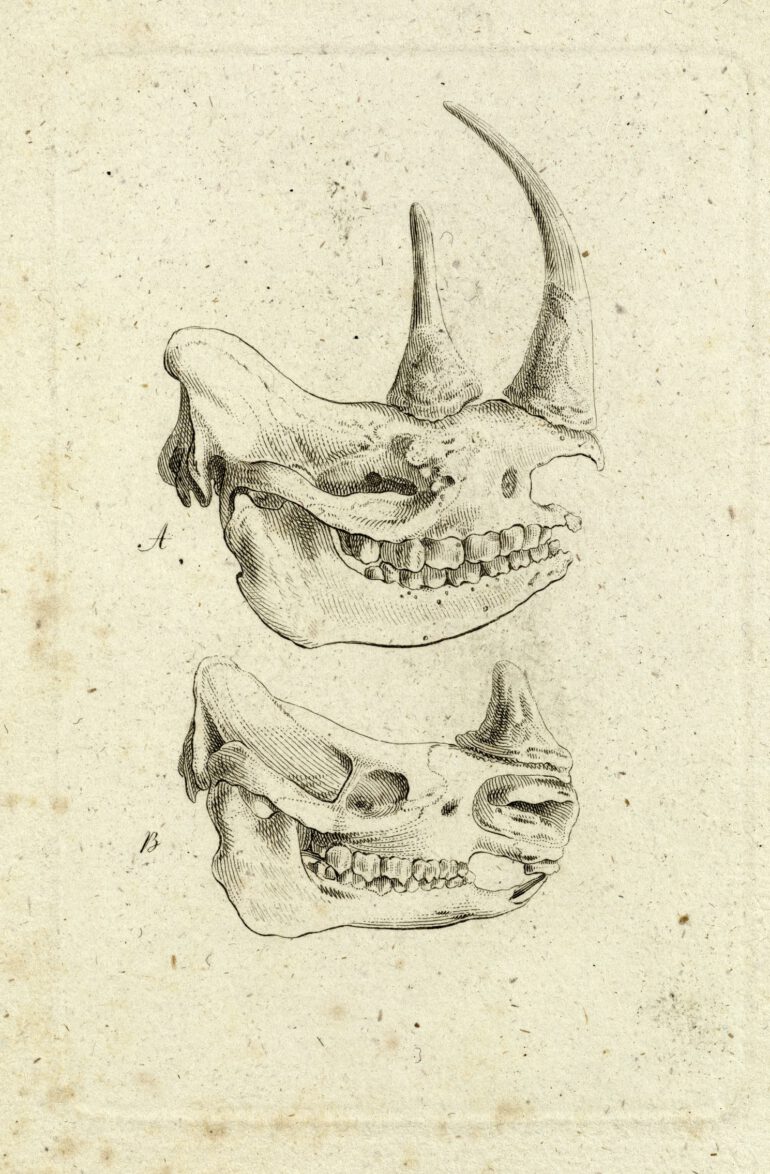 Blumenbach 1796 Skulls