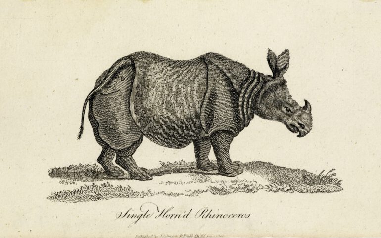 Shaw 1801 Single horn’d Rhinoceros