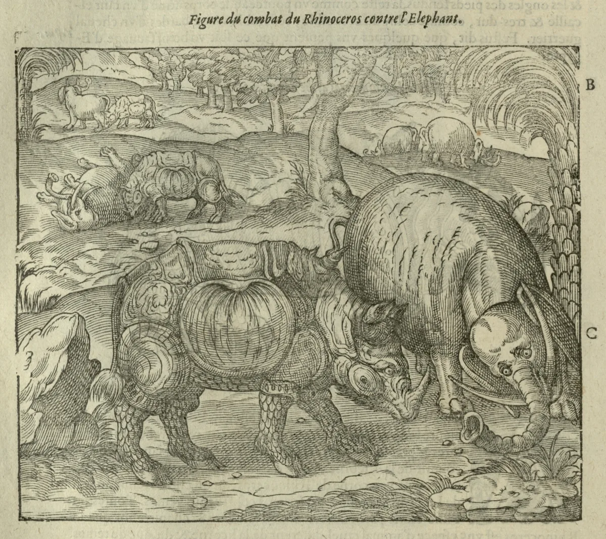 Pare 1614 Rhino fights elephant