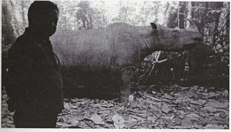 Kg. Linbar (Sabah) rhino