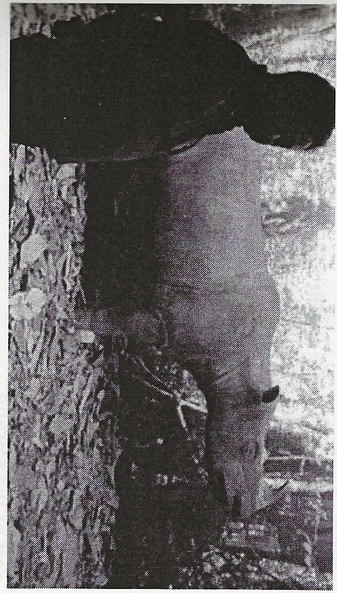 Kg. Linbar (Sabah) rhino