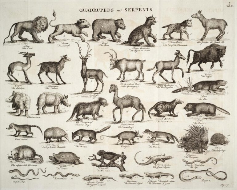 Parsons in Chambers Cyclopaedia 1753