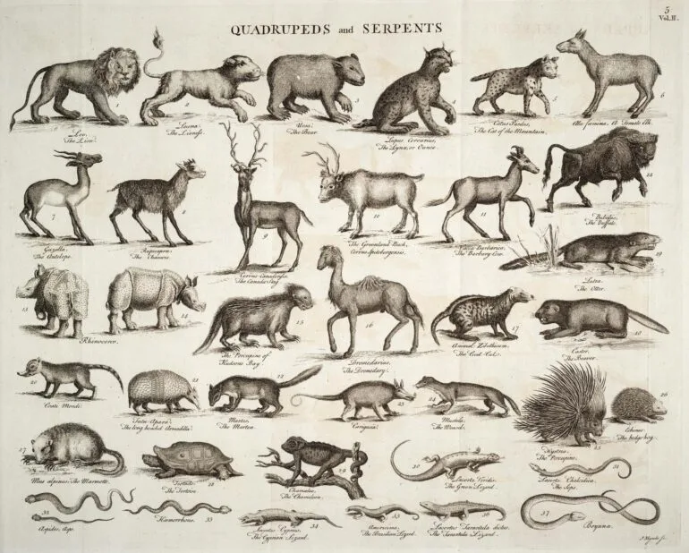 Parsons in Chambers Cyclopaedia 1753