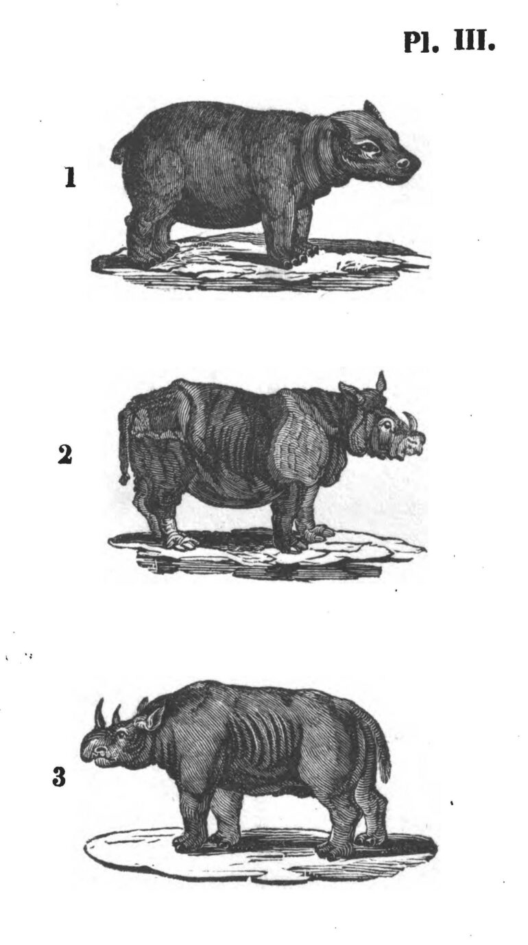 Buffon 1832 Dutch children’s edition