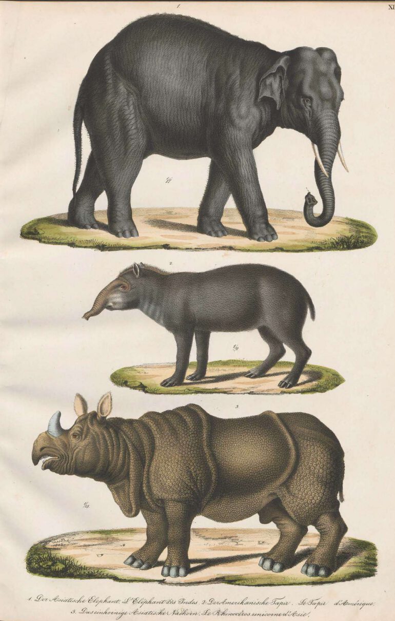 Schinz 1824 Naturgeschichte