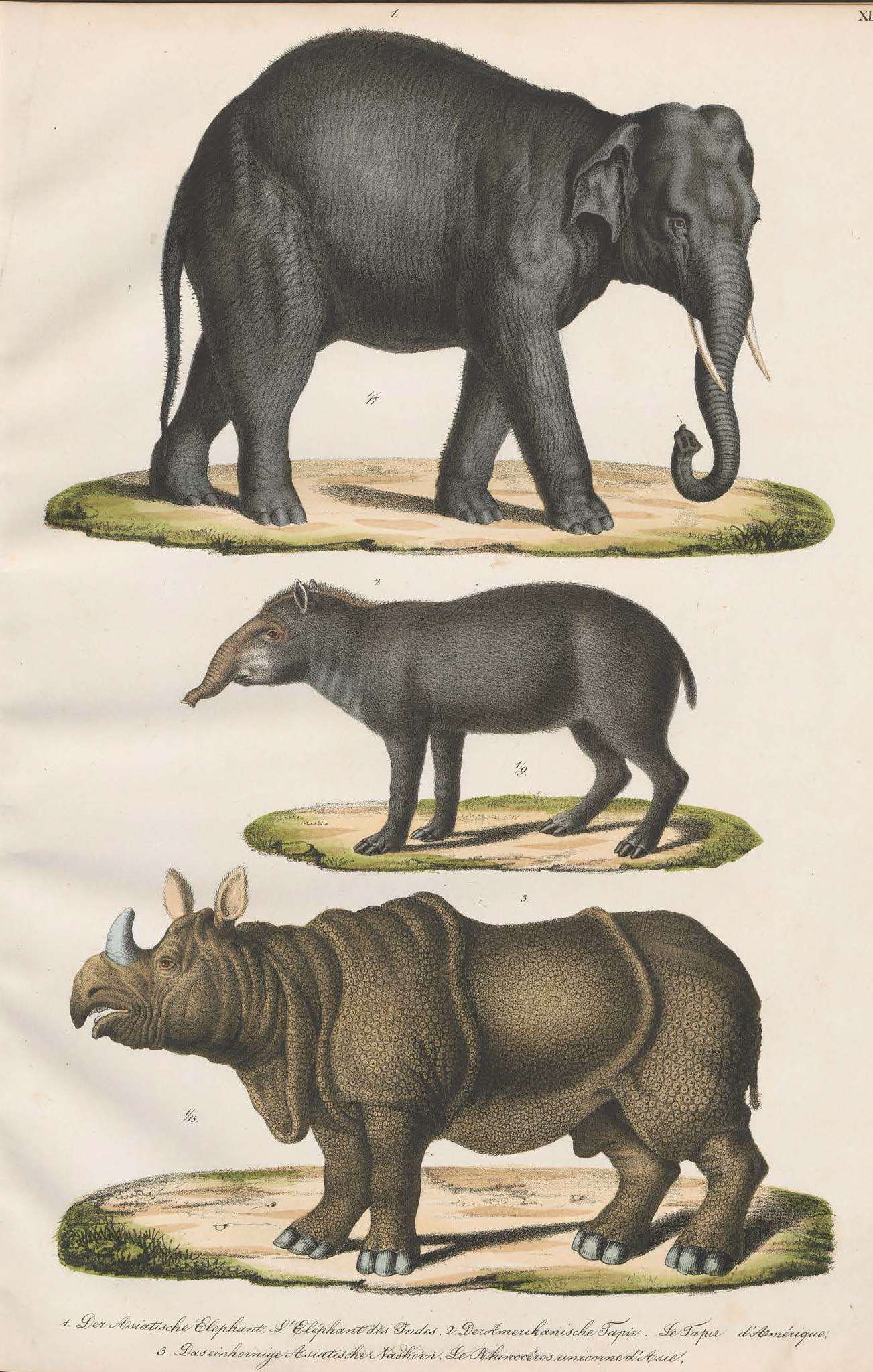 Schinz 1824 Naturgeschichte