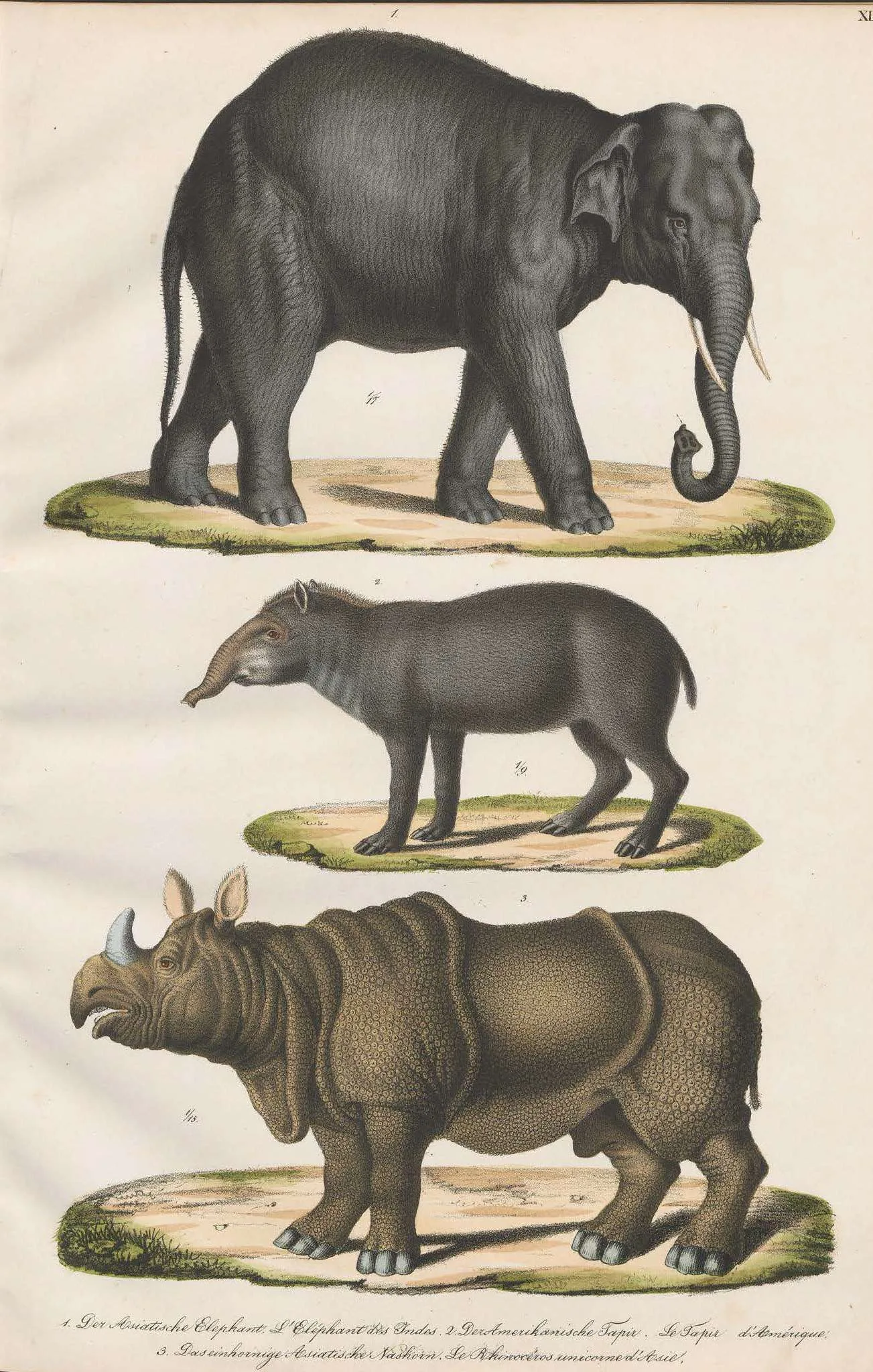 Schinz 1824 Naturgeschichte