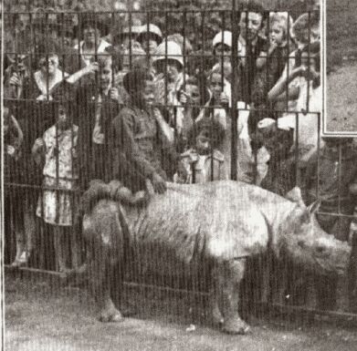 Rotterdam 1931 Nasor riding Kali