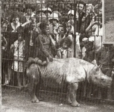 Rotterdam 1931 Nasor riding Kali
