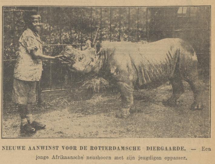 Rotterdam 1931 black rhino