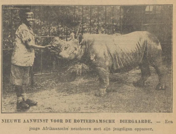 Rotterdam 1931 black rhino