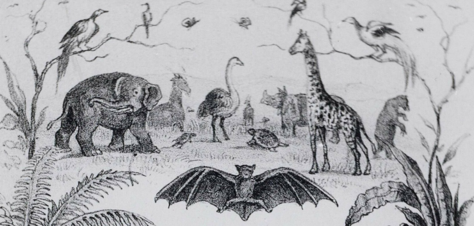 Natura Artis Magistra 1856