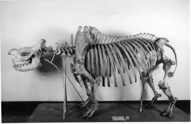 Boie 1826 South Africa