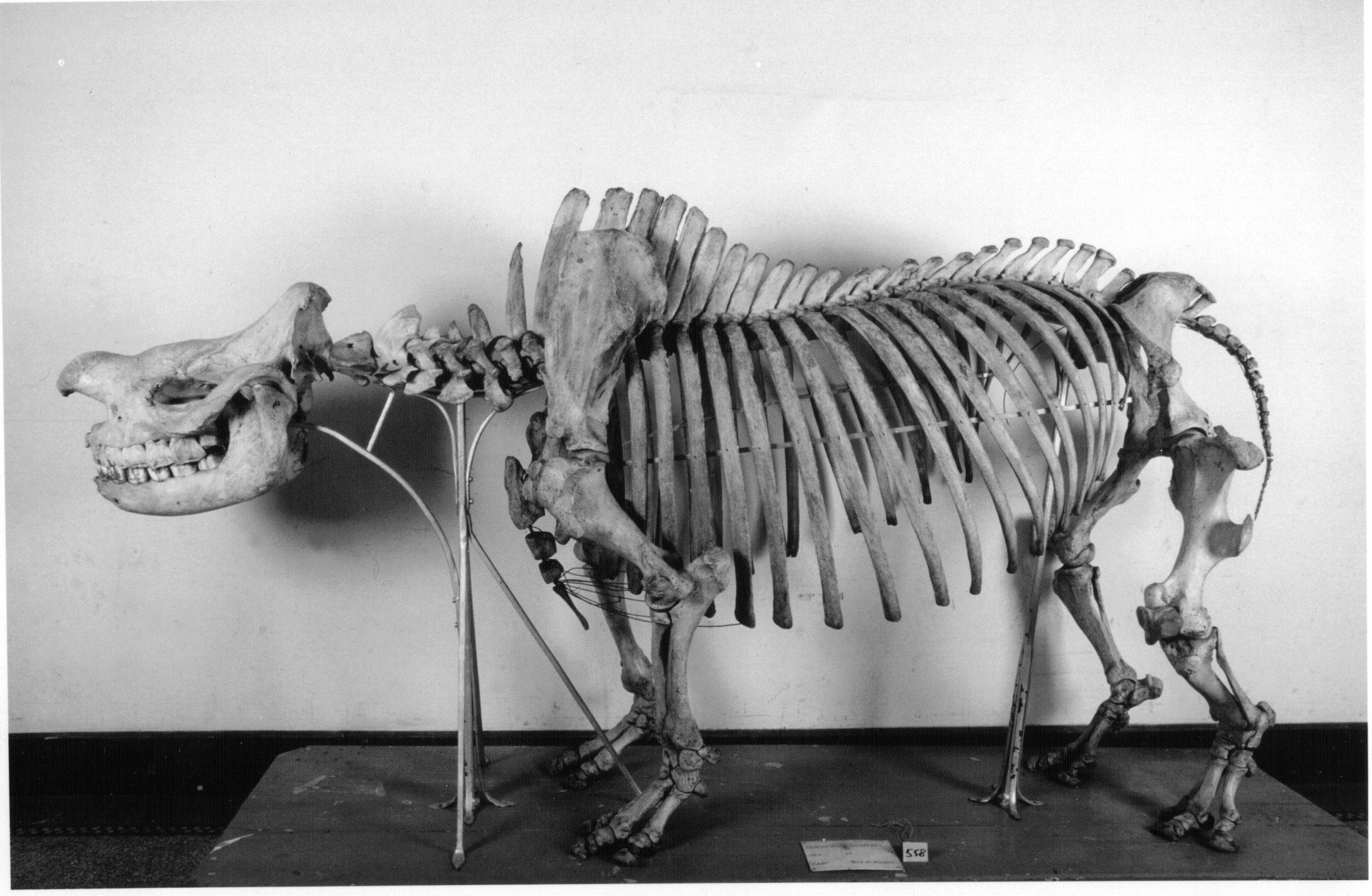 Boie 1826 South Africa