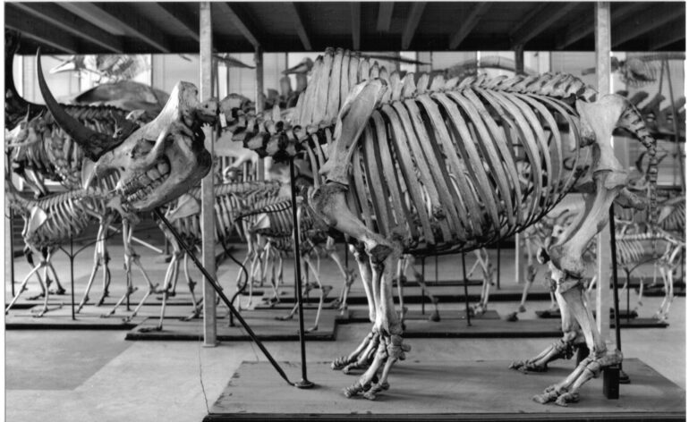 Skeleton of black rhin0