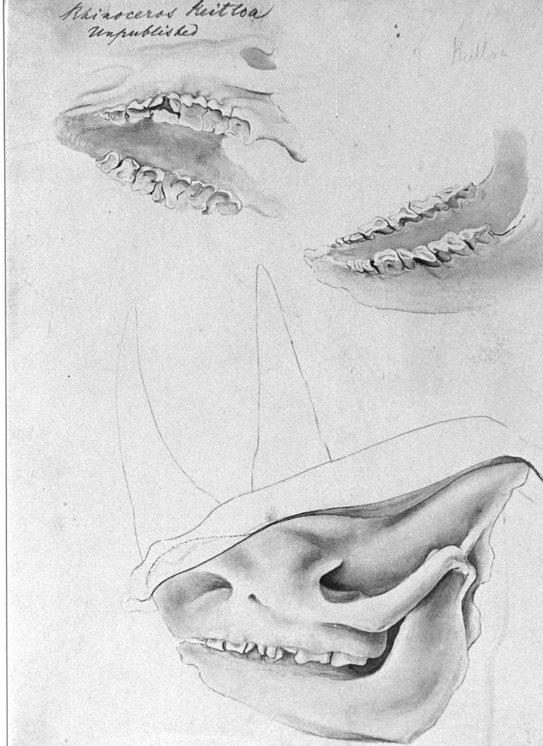 Ford 1835 Skull and toothrow