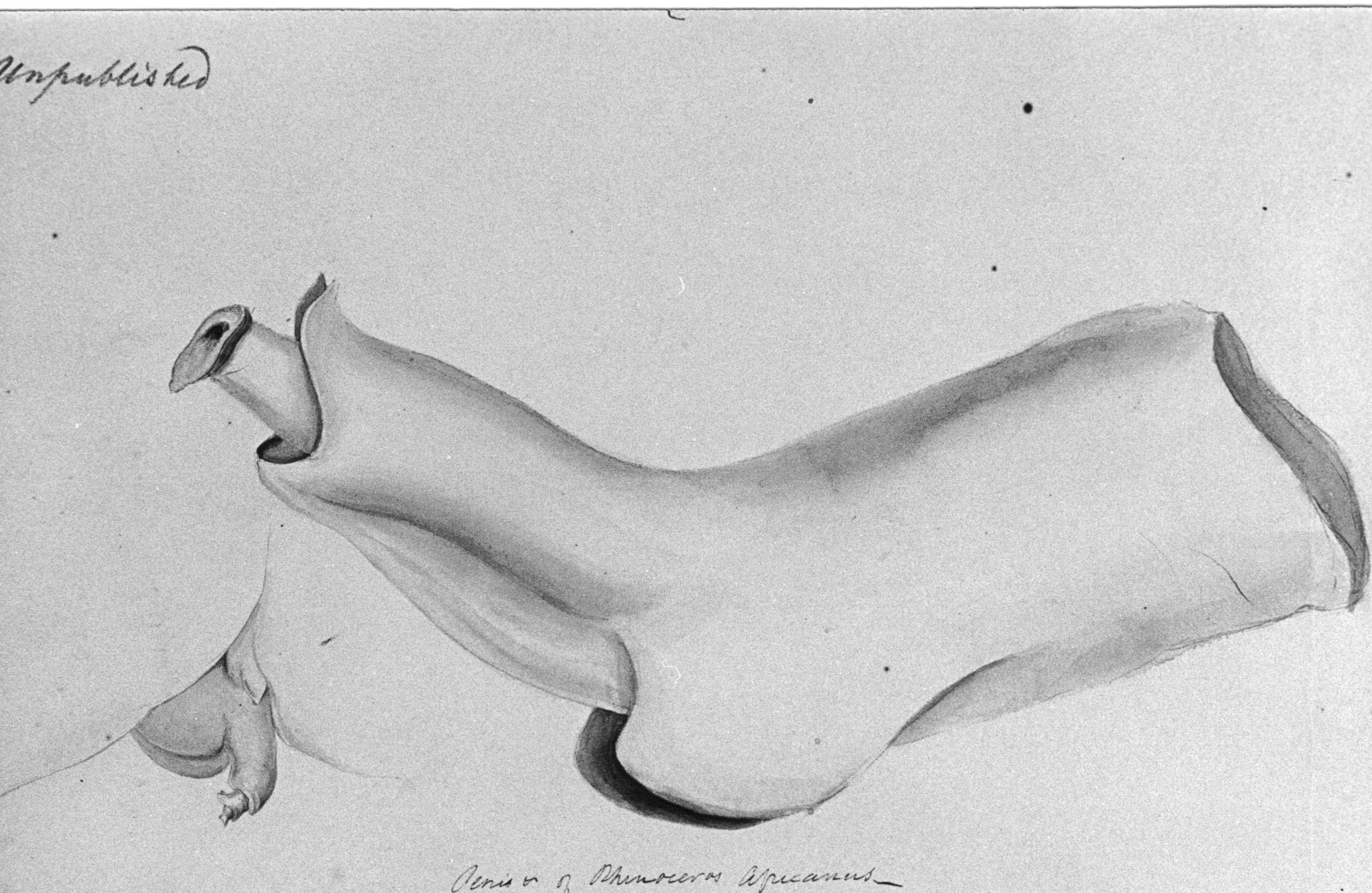 Ford 1835 Black rhino