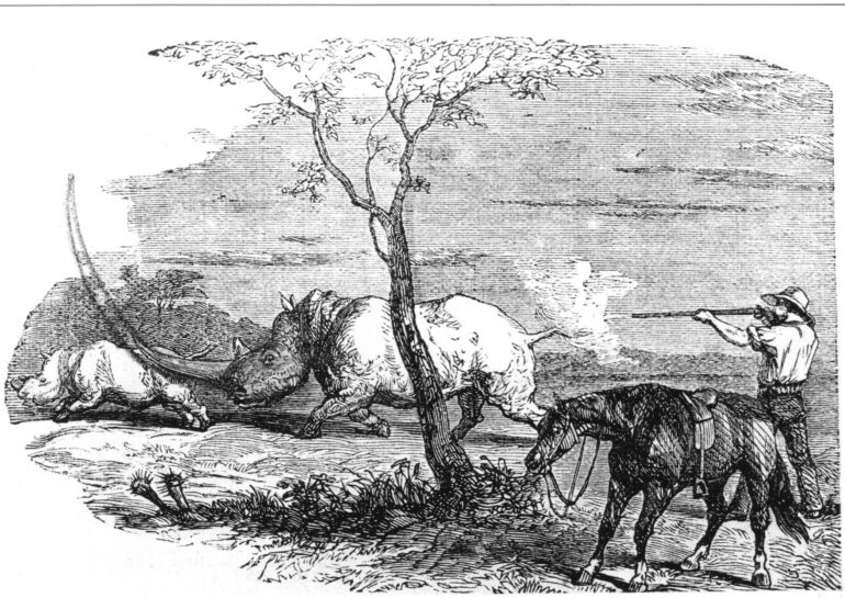 Elongated horn of white rhino