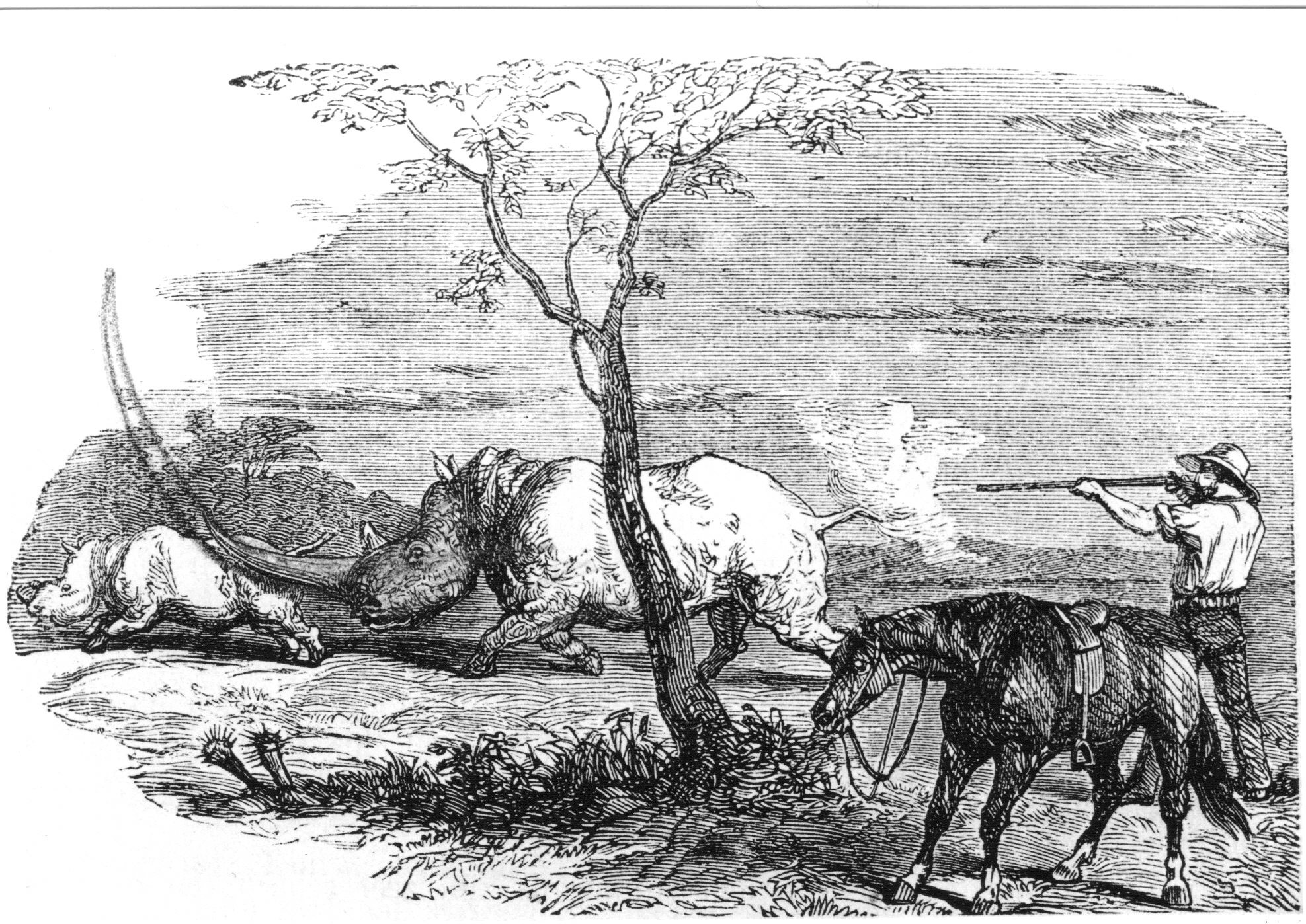 Elongated horn of white rhino