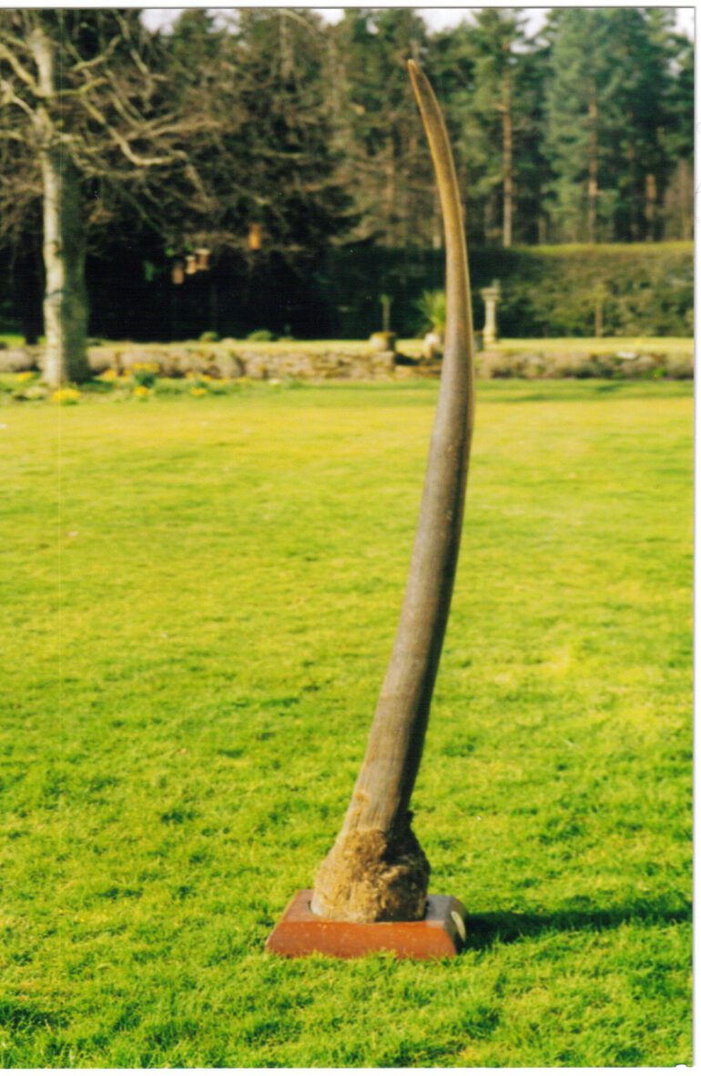 Gordon Cumming Record white rhino horn