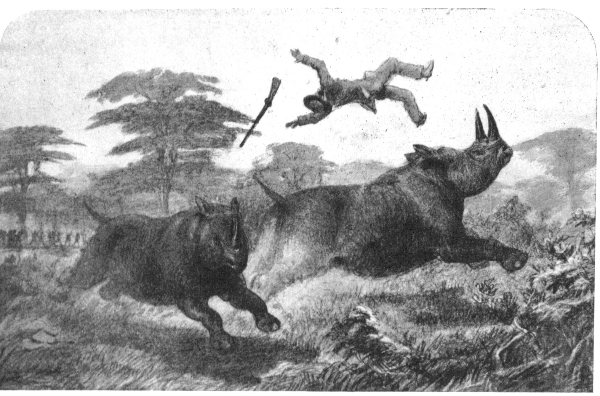 Oswell 1900 Black rhino attack