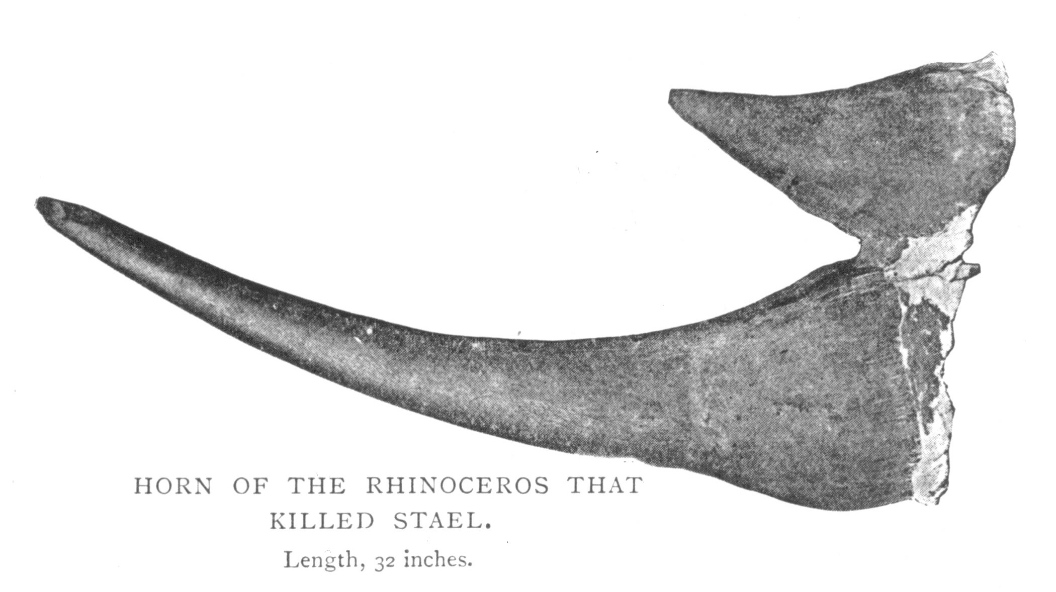 Oswell 1900 Rhino that killed Stael
