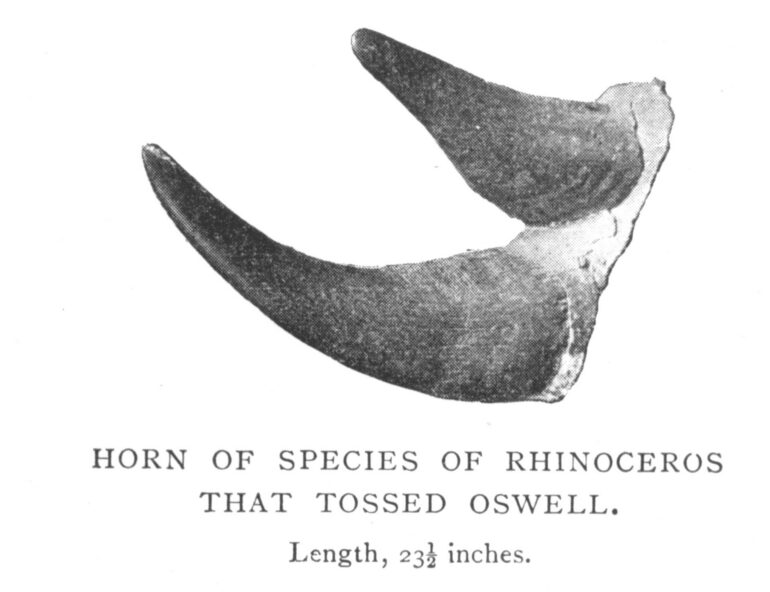 Oswell 1900 Tossed by rhino