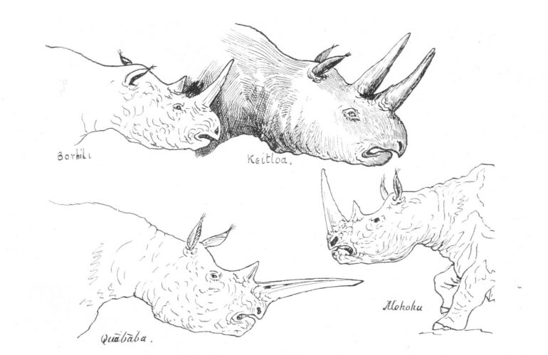 Dolman 1849 four heads of four types