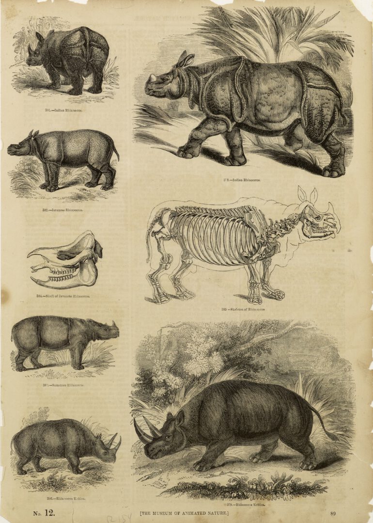 Knight 1851 Animated Nature