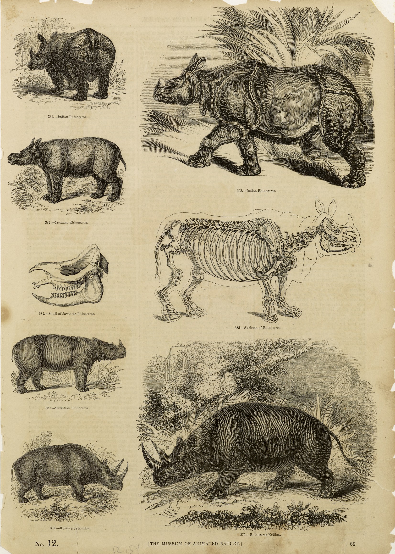 Knight 1851 Animated Nature