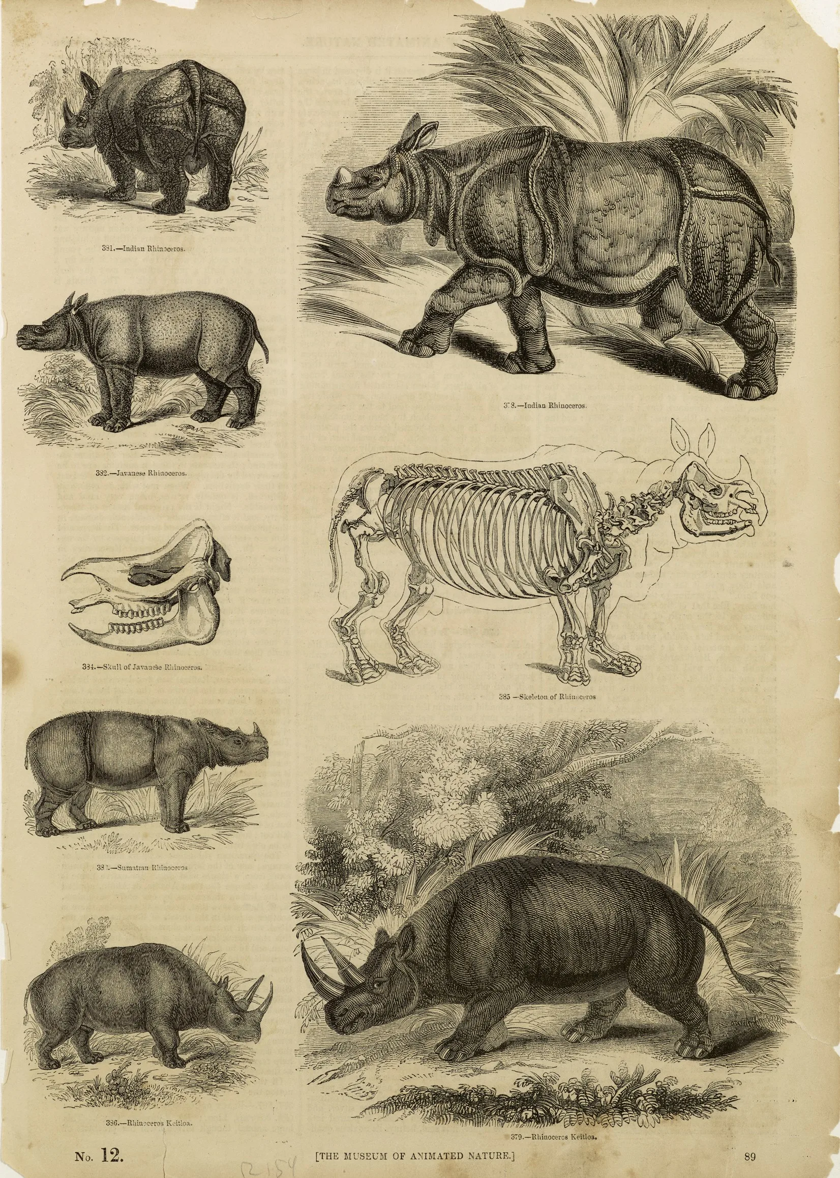 Knight 1851 Animated Nature