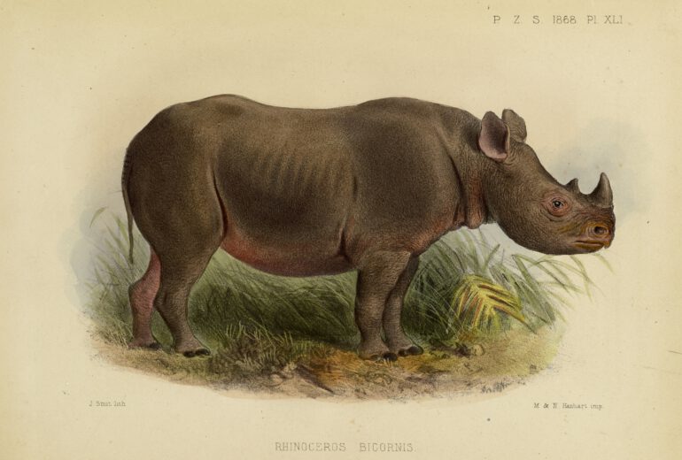 Sclater 1868 Theodore