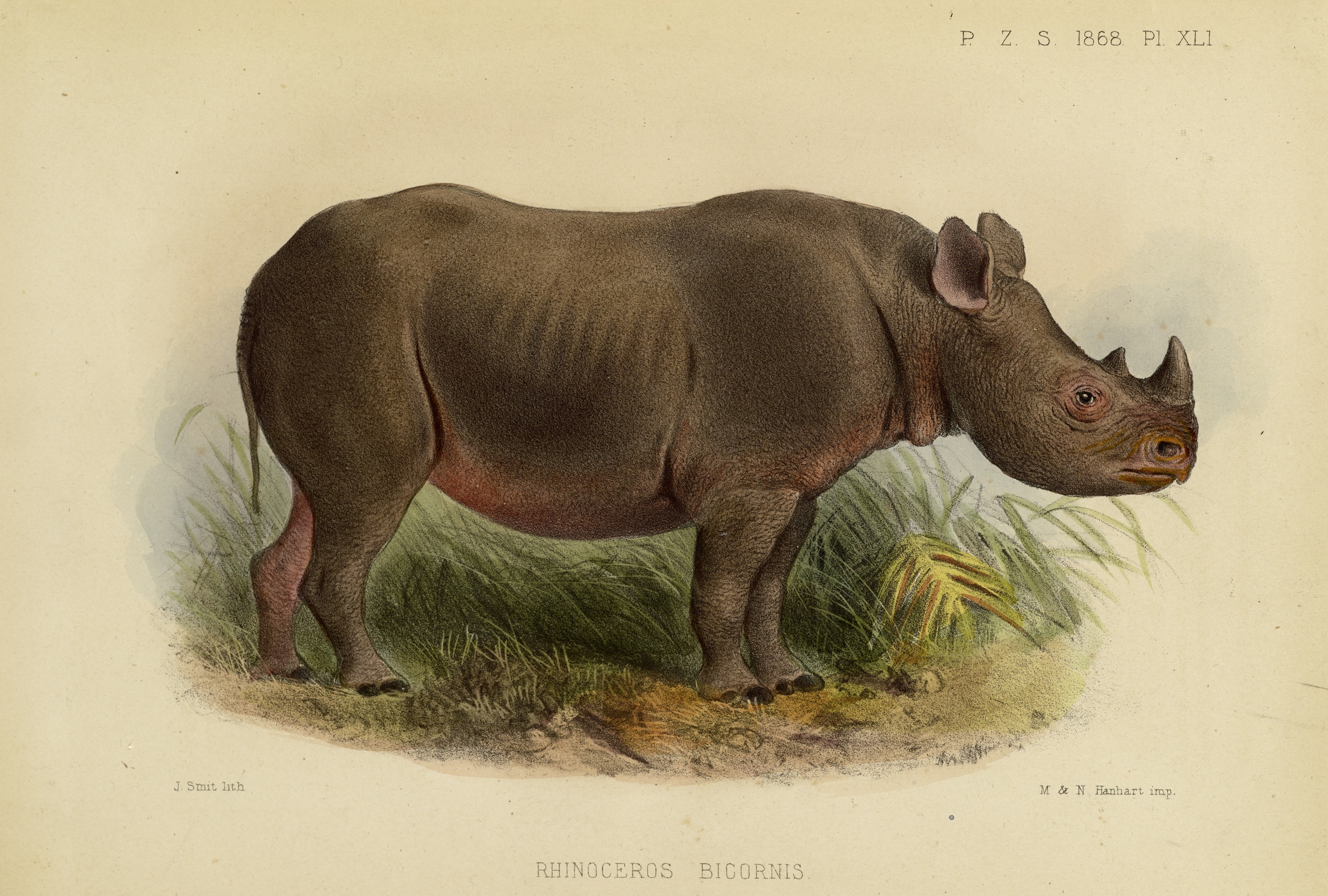 Sclater 1868 Theodore