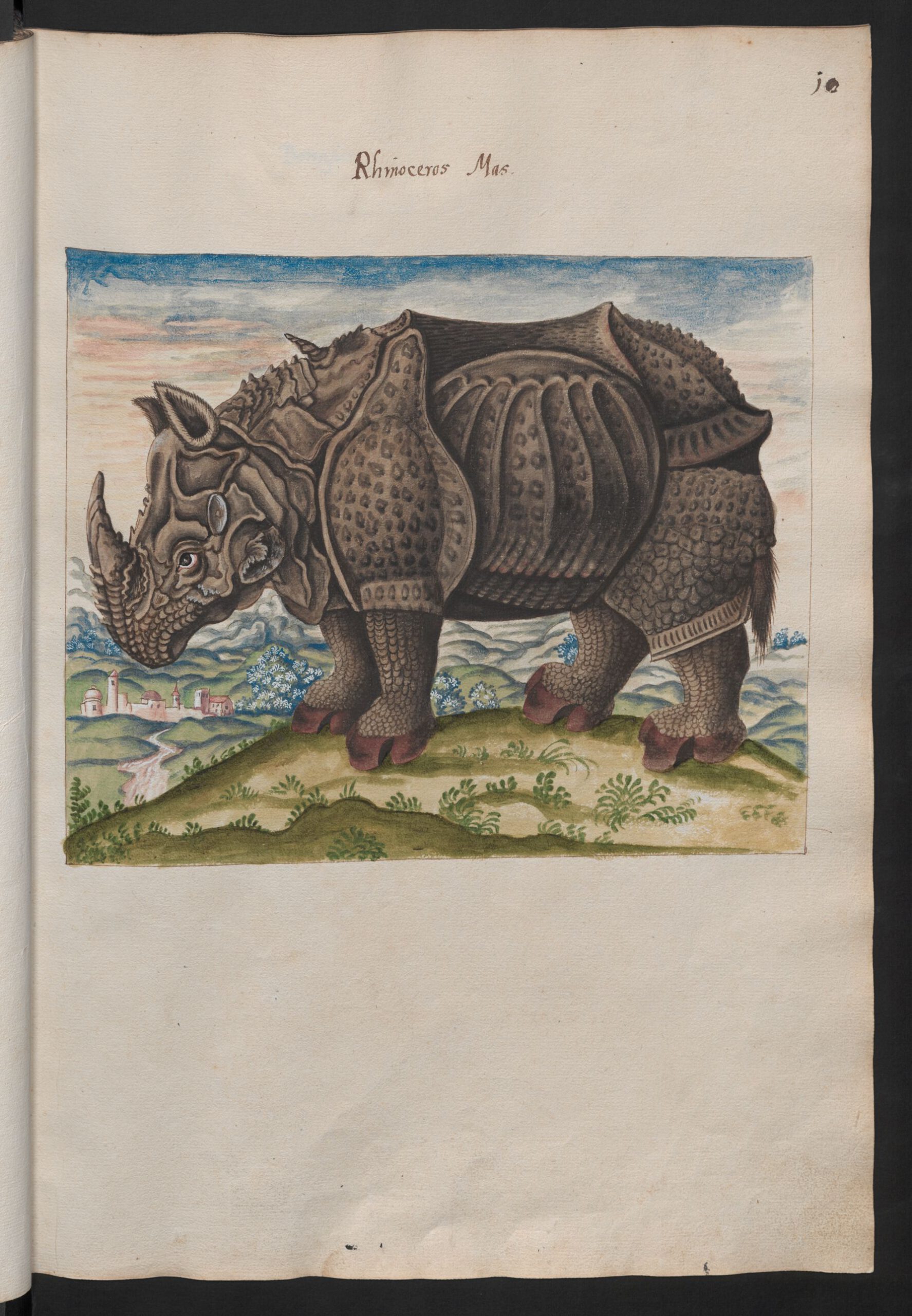 Rhinoceros watercolour owned by Ferdinand
