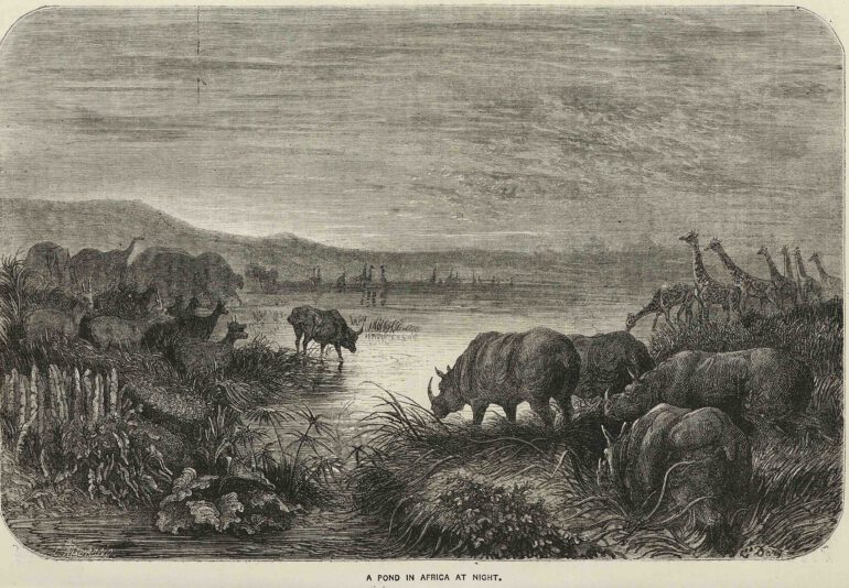 Pond in Africa 1862