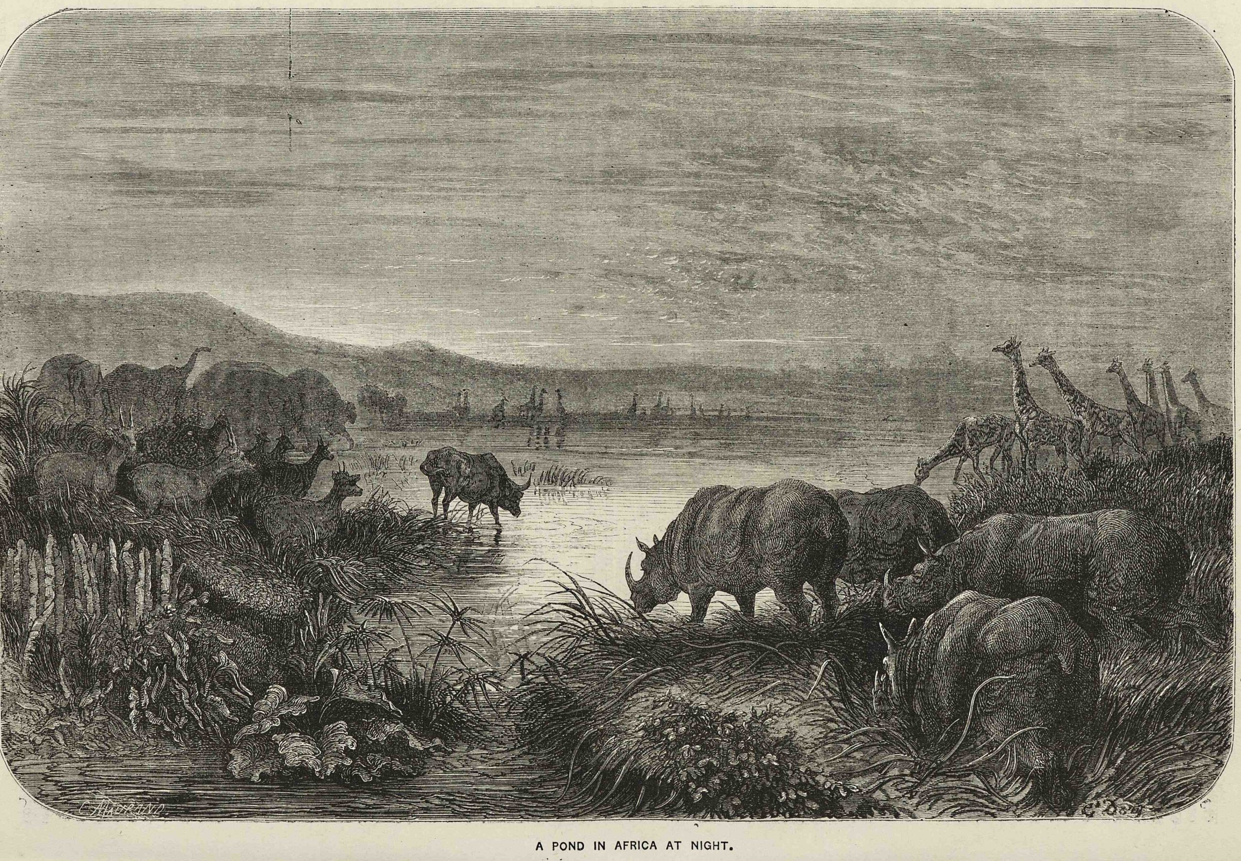 Pond in Africa 1862