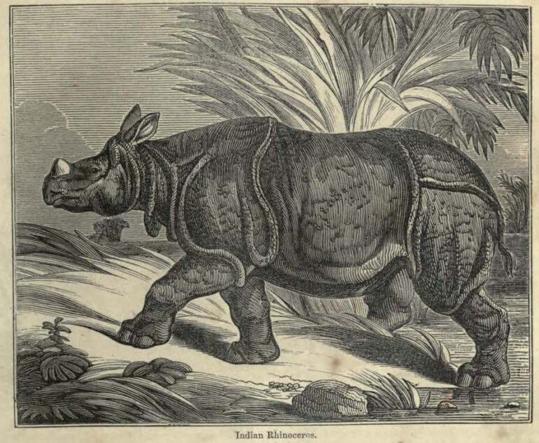 Encyclopedia of animated nature 1856 Indian