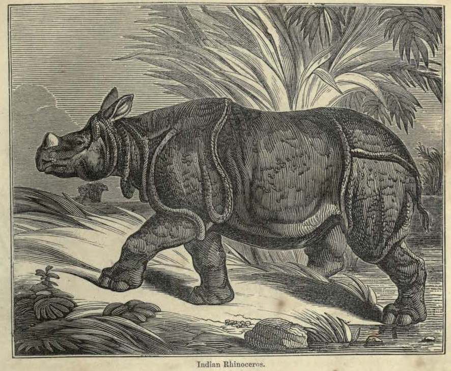 Encyclopedia of animated nature 1856 Indian