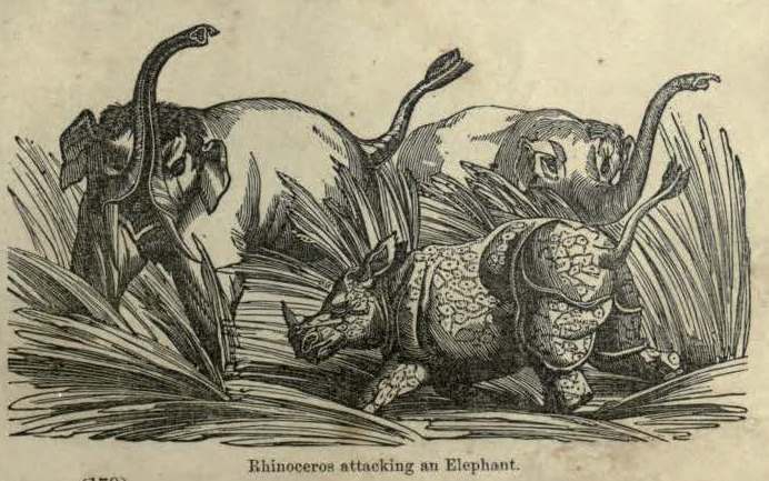 Encyclopedia of animated nature 1856 Elephant